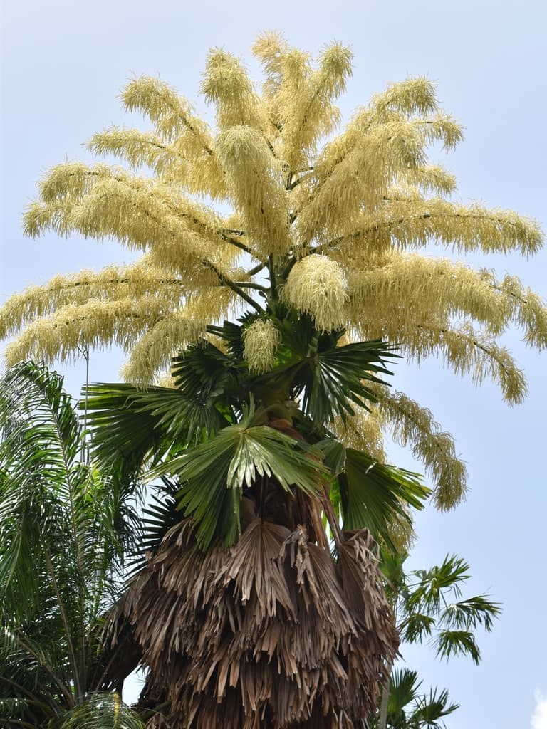 Botanical specimen of Corypha Umbraculifera.