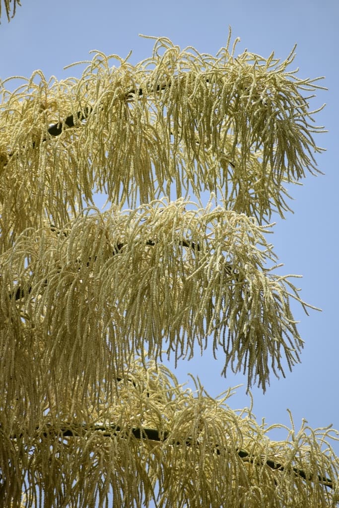 Botanical specimen of Corypha Umbraculifera.