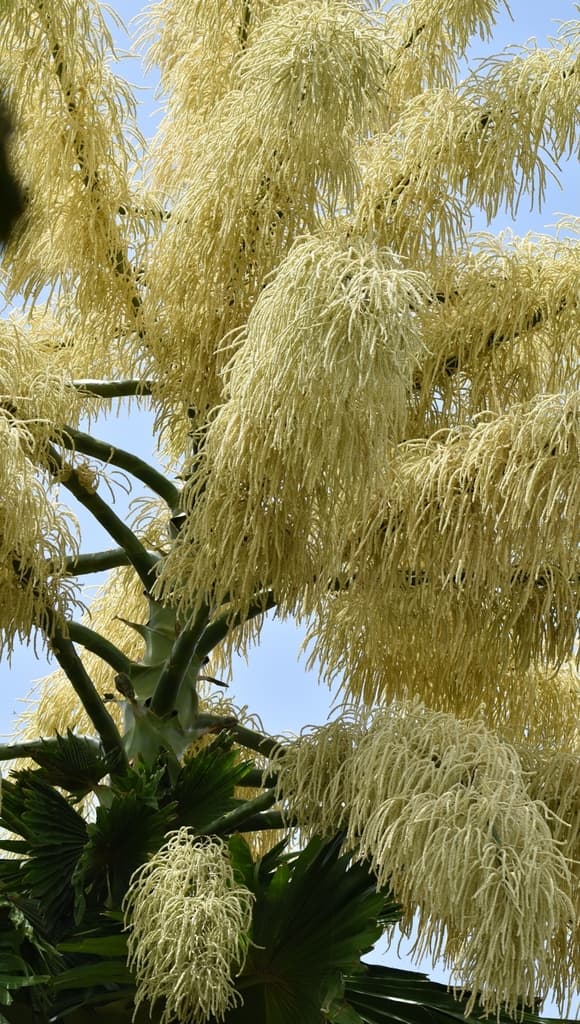 Botanical specimen of Corypha Umbraculifera.