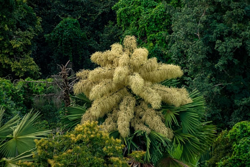 Botanical specimen of Corypha Umbraculifera.