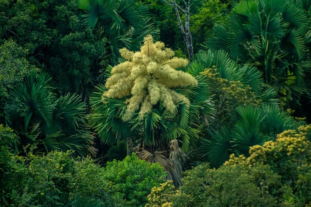 Botanical specimen of Corypha Umbraculifera.