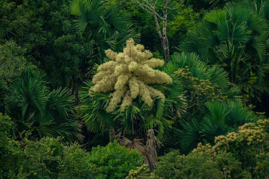Botanical specimen of Corypha Umbraculifera.