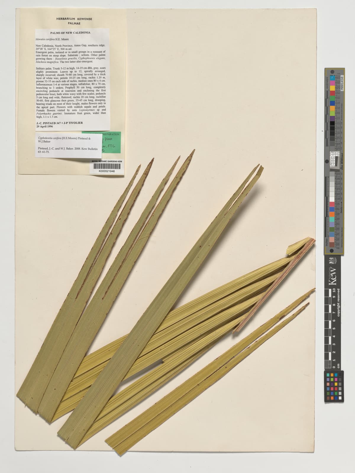 Botanical specimen of Cyphokentia Cerifera.