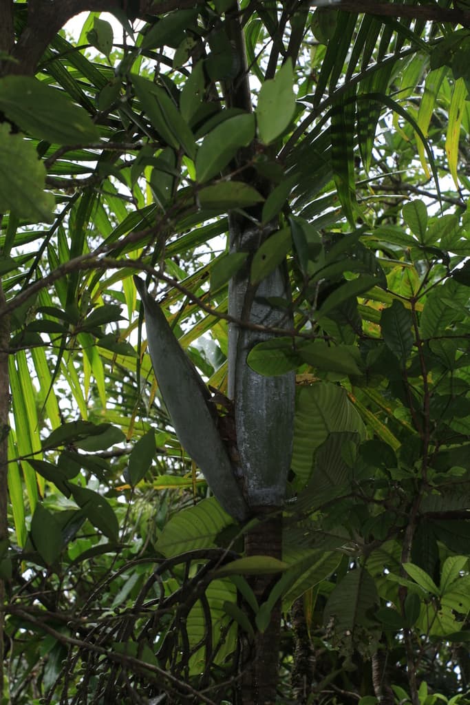 Botanical specimen of Cyphokentia Macrostachya.