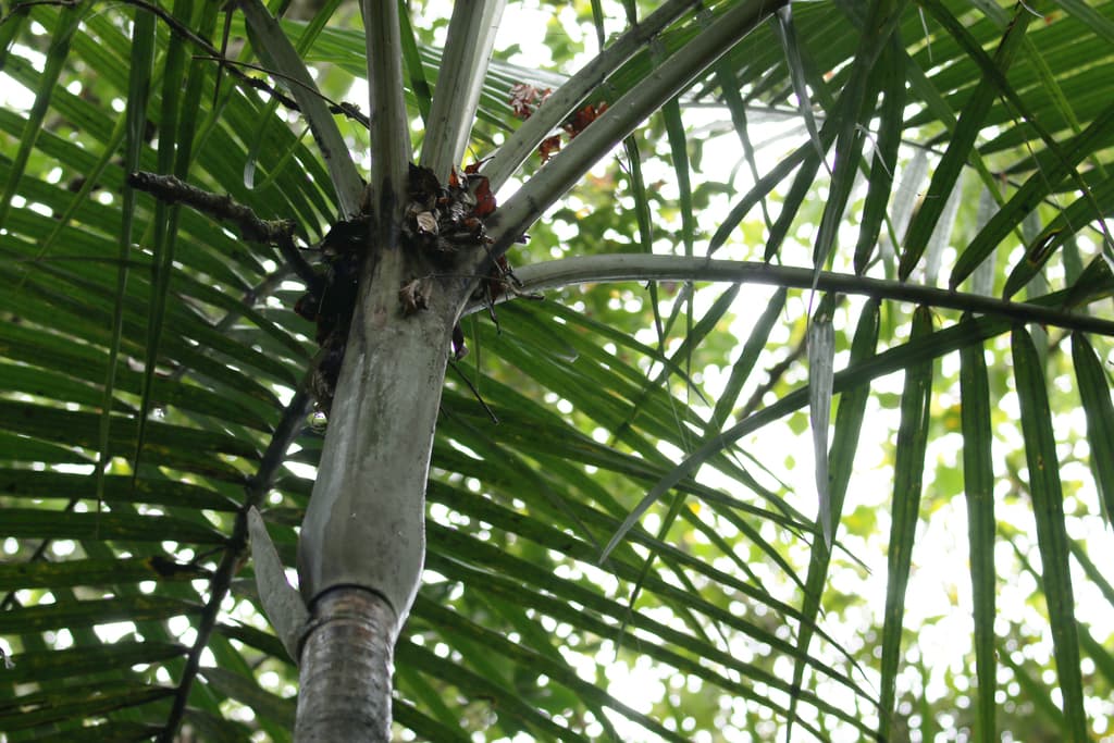 Botanical specimen of Cyphokentia Macrostachya.