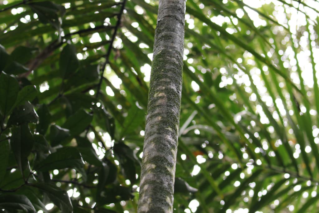 Botanical specimen of Cyphokentia Macrostachya.
