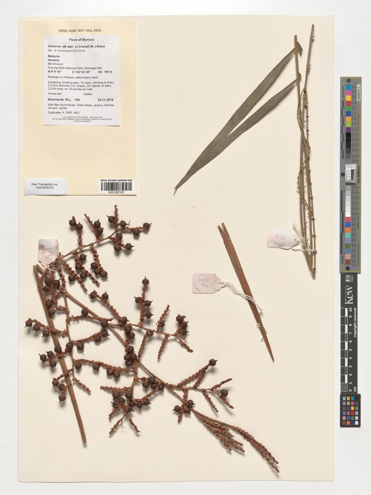 Botanical specimen of Daemonorops Atra.