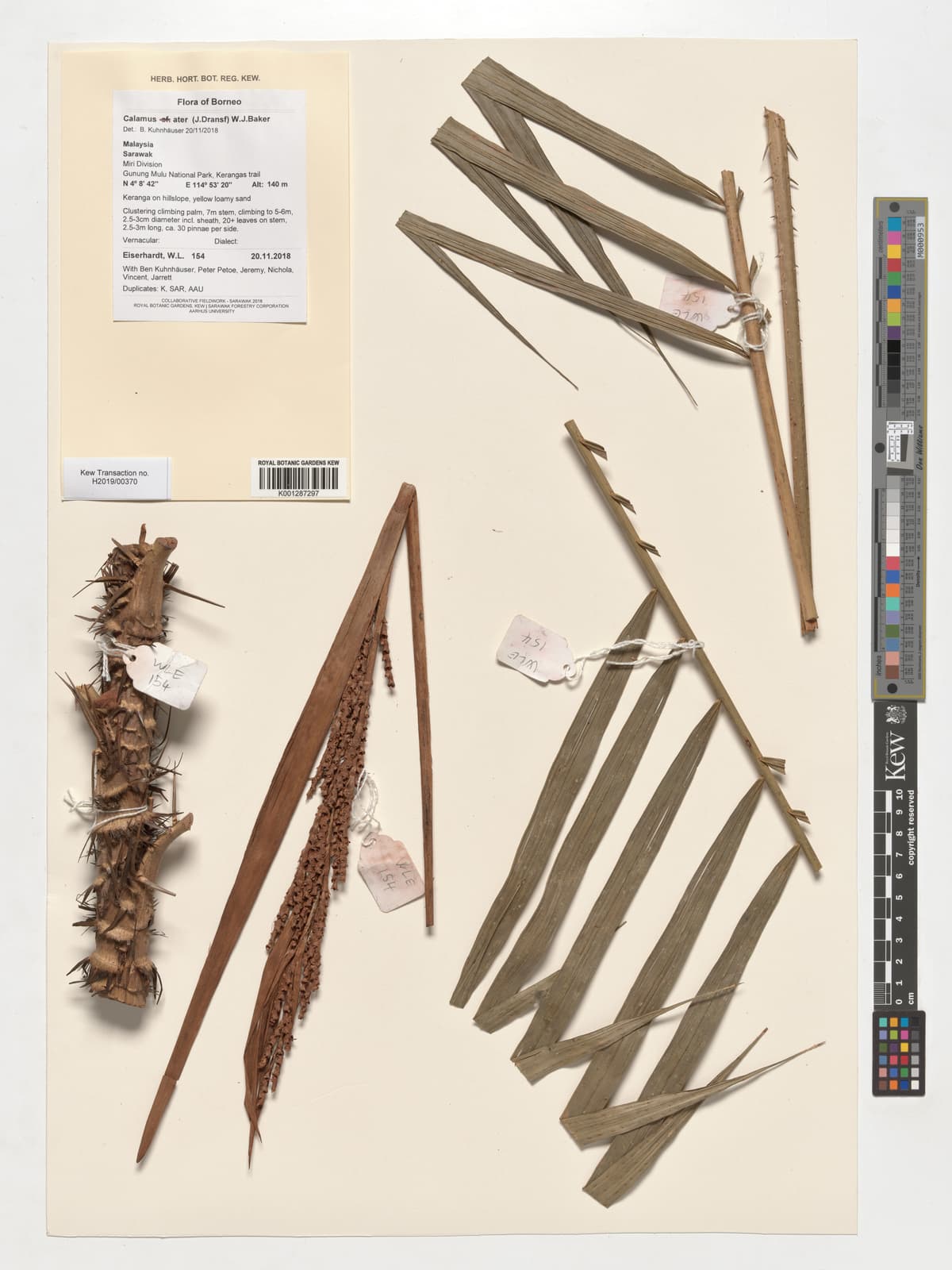 Botanical specimen of Daemonorops Atra.