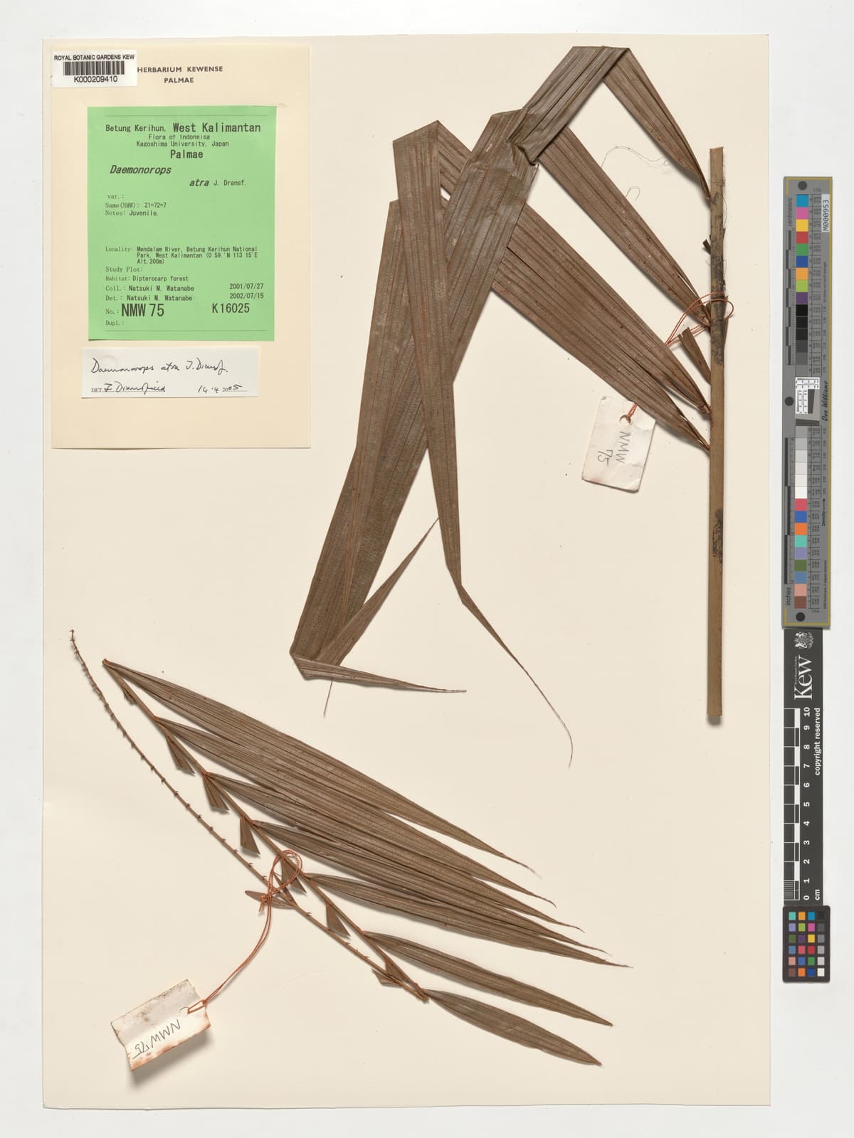 Botanical specimen of Daemonorops Atra.
