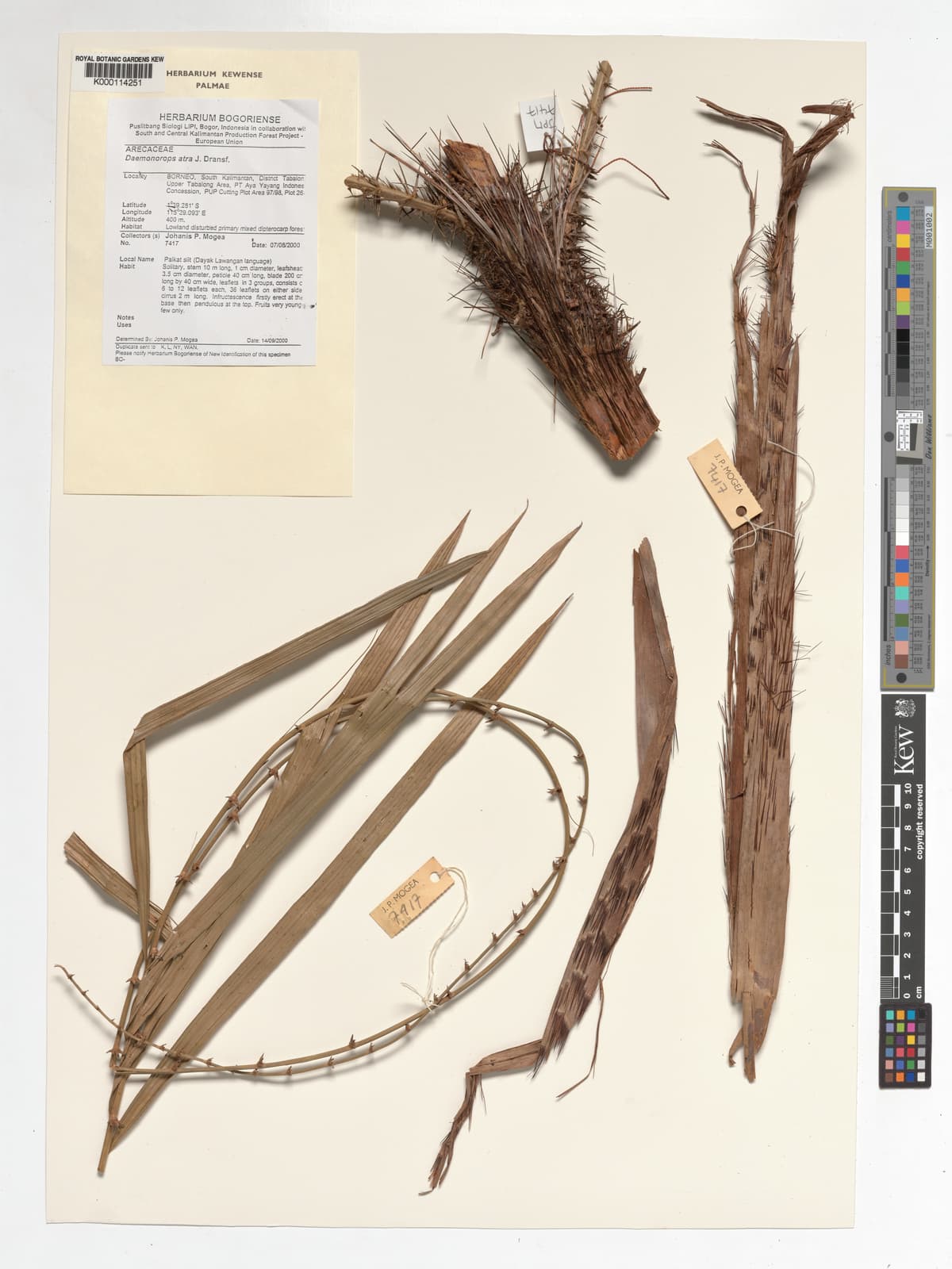 Botanical specimen of Daemonorops Atra.