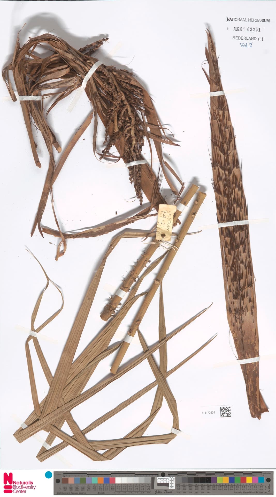 Botanical specimen of Daemonorops Atra.
