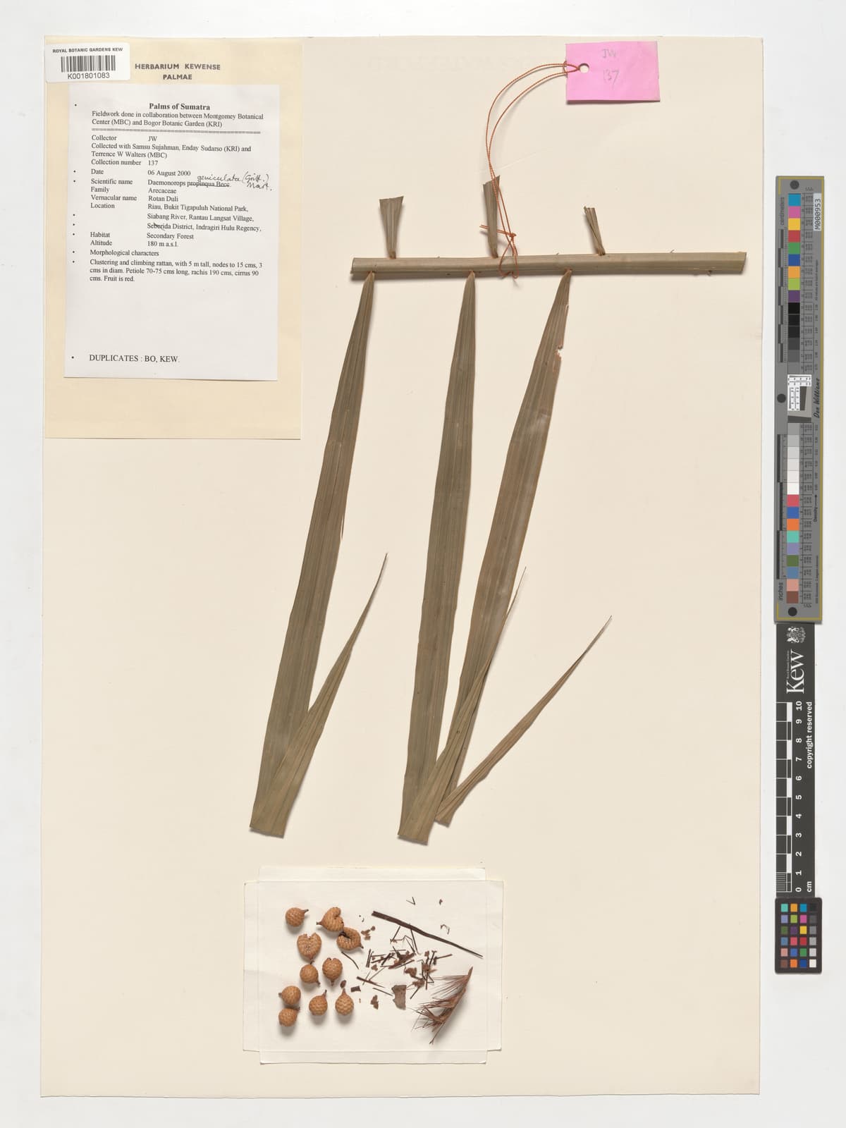 Botanical specimen of Daemonorops Collarifera.
