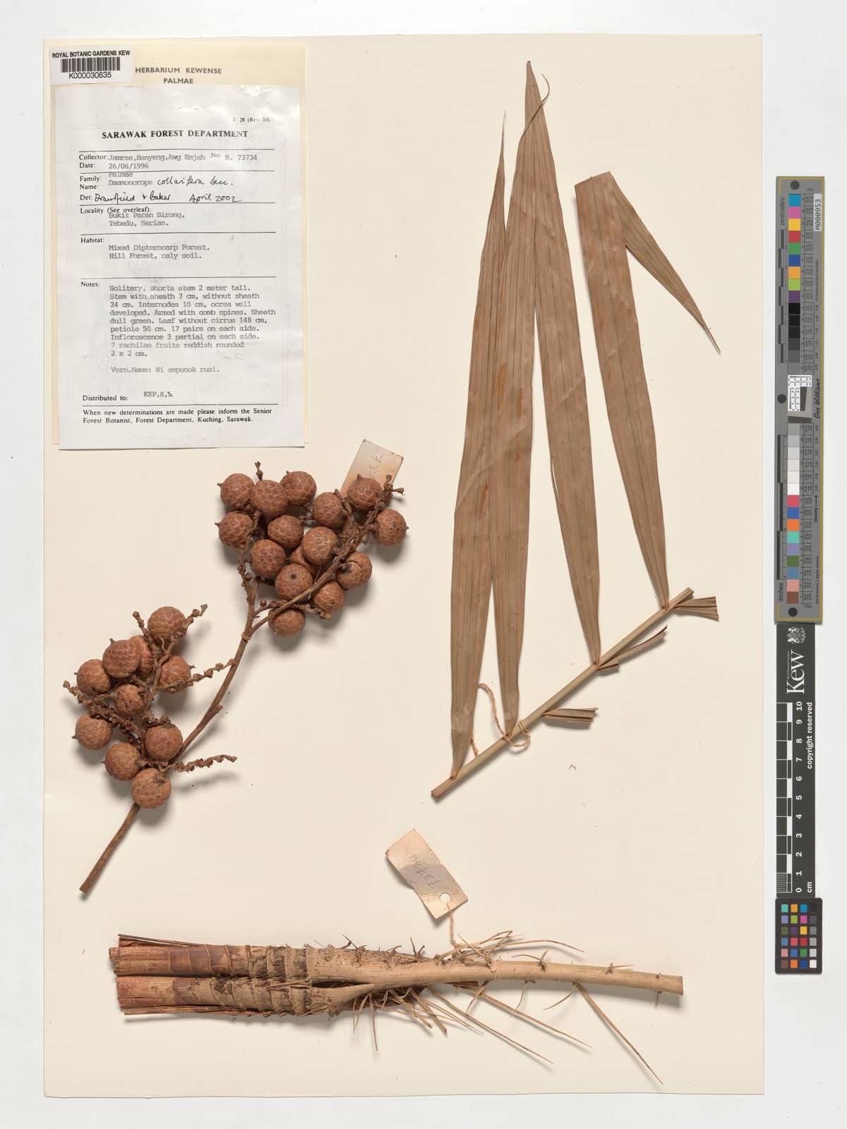 Botanical specimen of Daemonorops Collarifera.