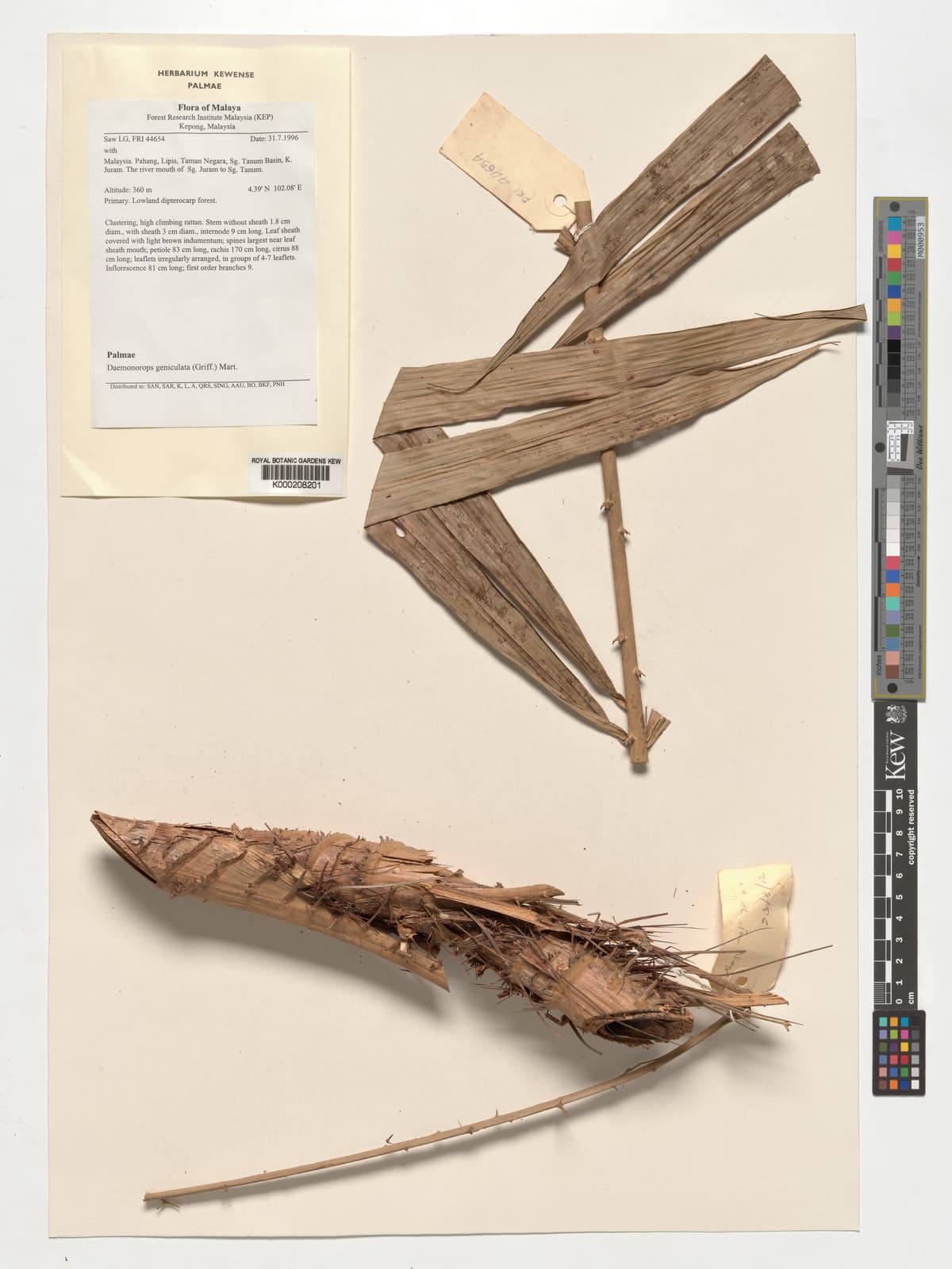 Botanical specimen of Daemonorops Collarifera.