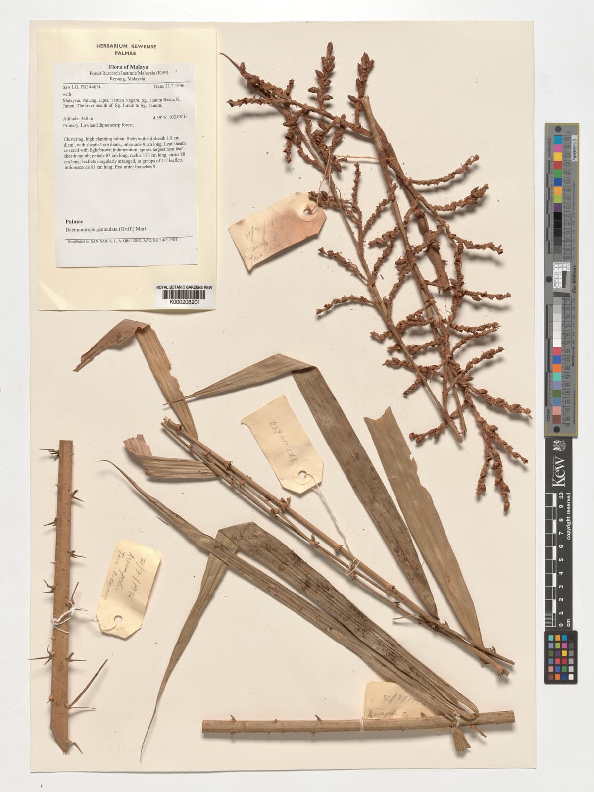 Botanical specimen of Daemonorops Collarifera.