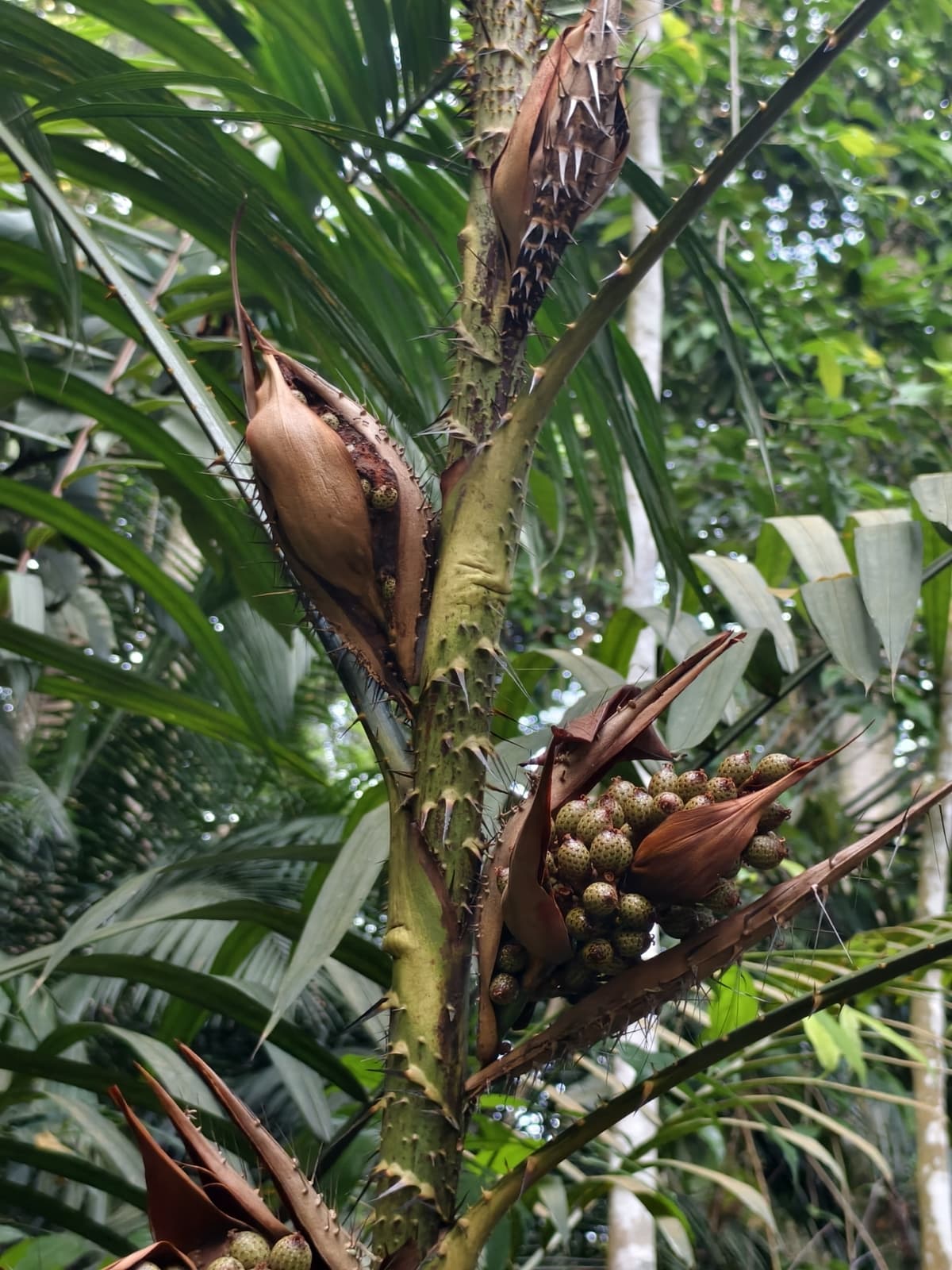 Botanical specimen of Daemonorops Fissa.
