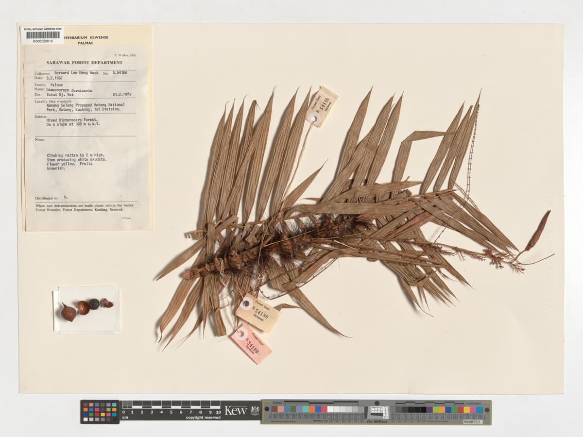Botanical specimen of Daemonorops Formicaria.