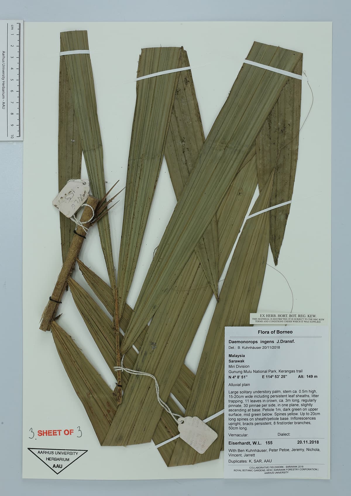 Botanical specimen of Daemonorops Ingens.