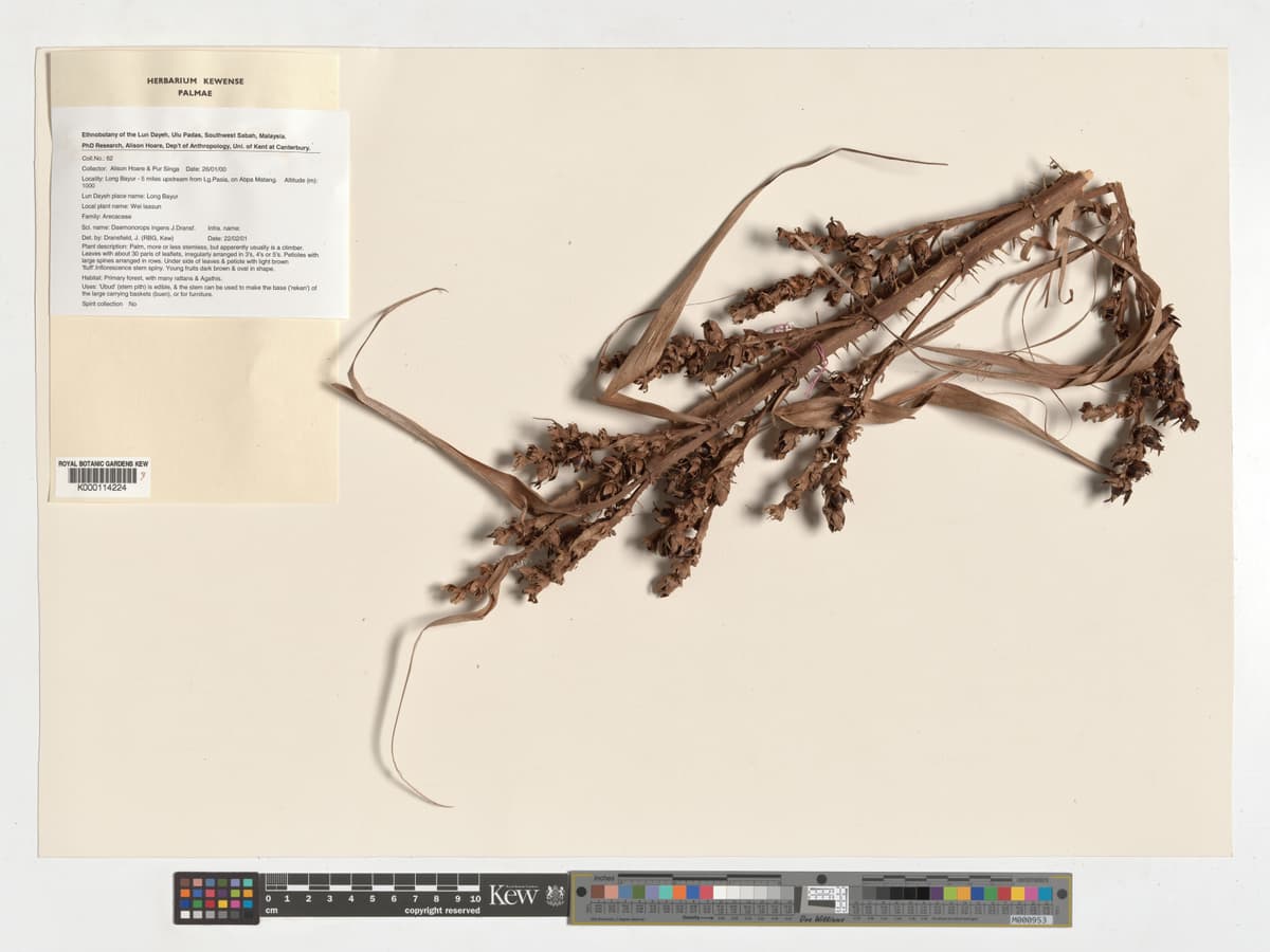 Botanical specimen of Daemonorops Ingens.