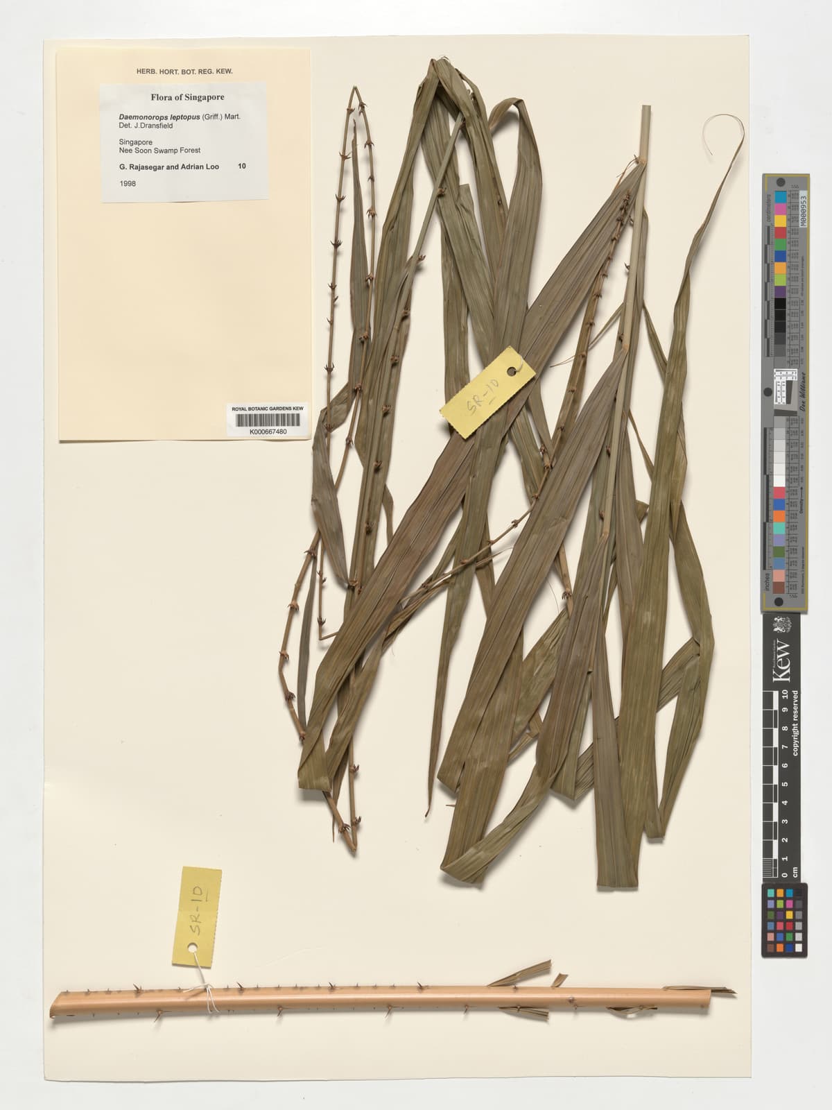 Botanical specimen of Daemonorops Leptopus.