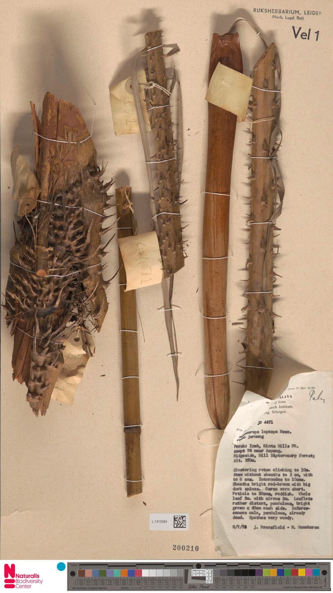 Botanical specimen of Daemonorops Leptopus.