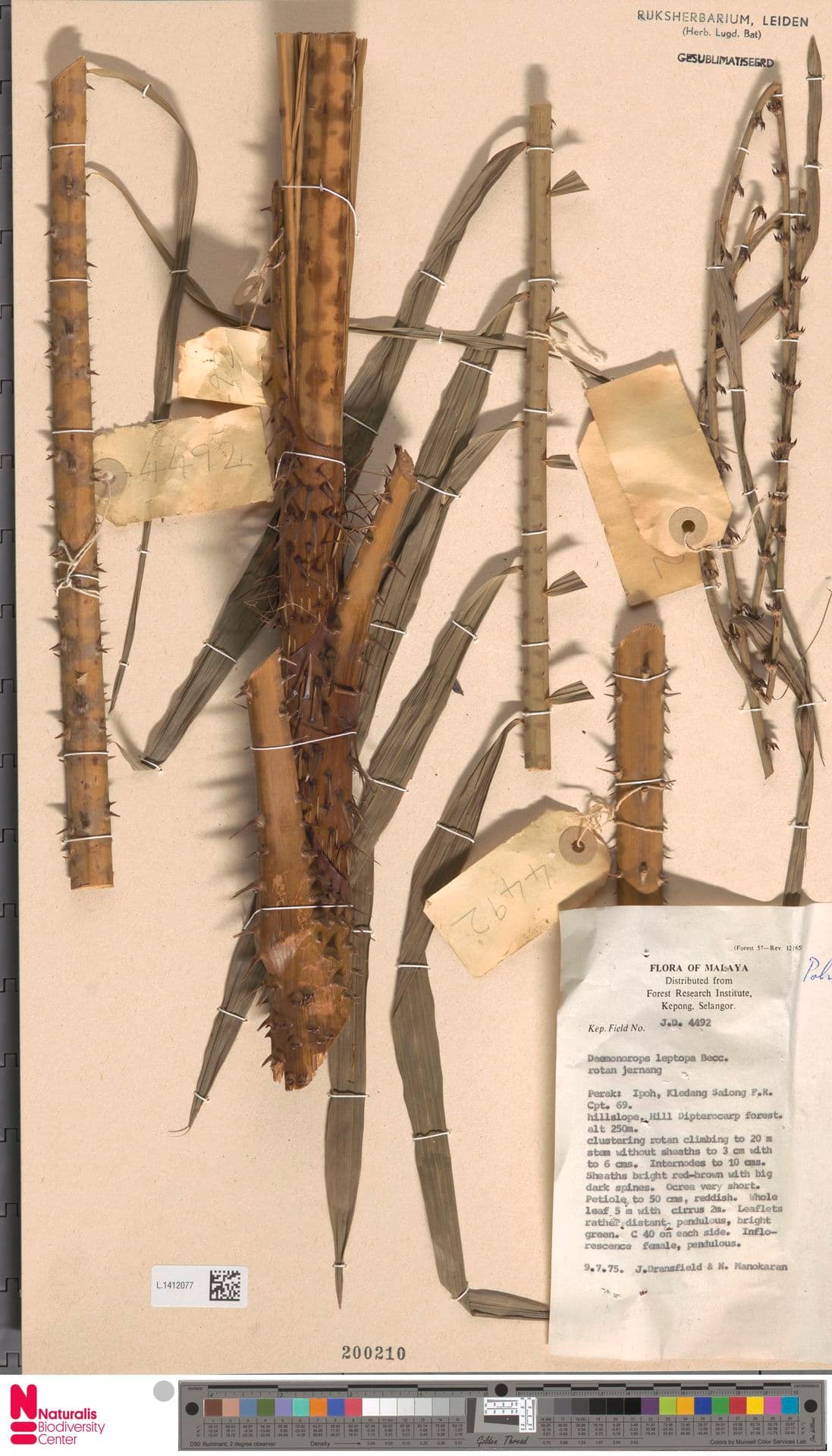Botanical specimen of Daemonorops Leptopus.