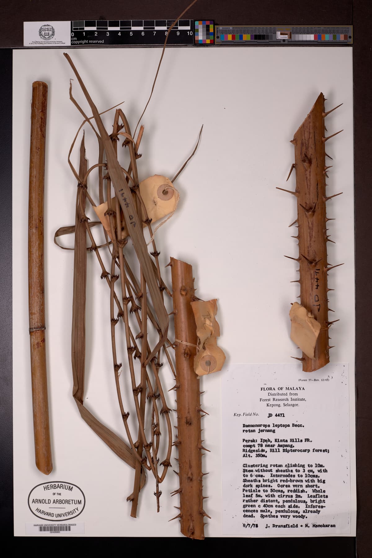 Botanical specimen of Daemonorops Leptopus.