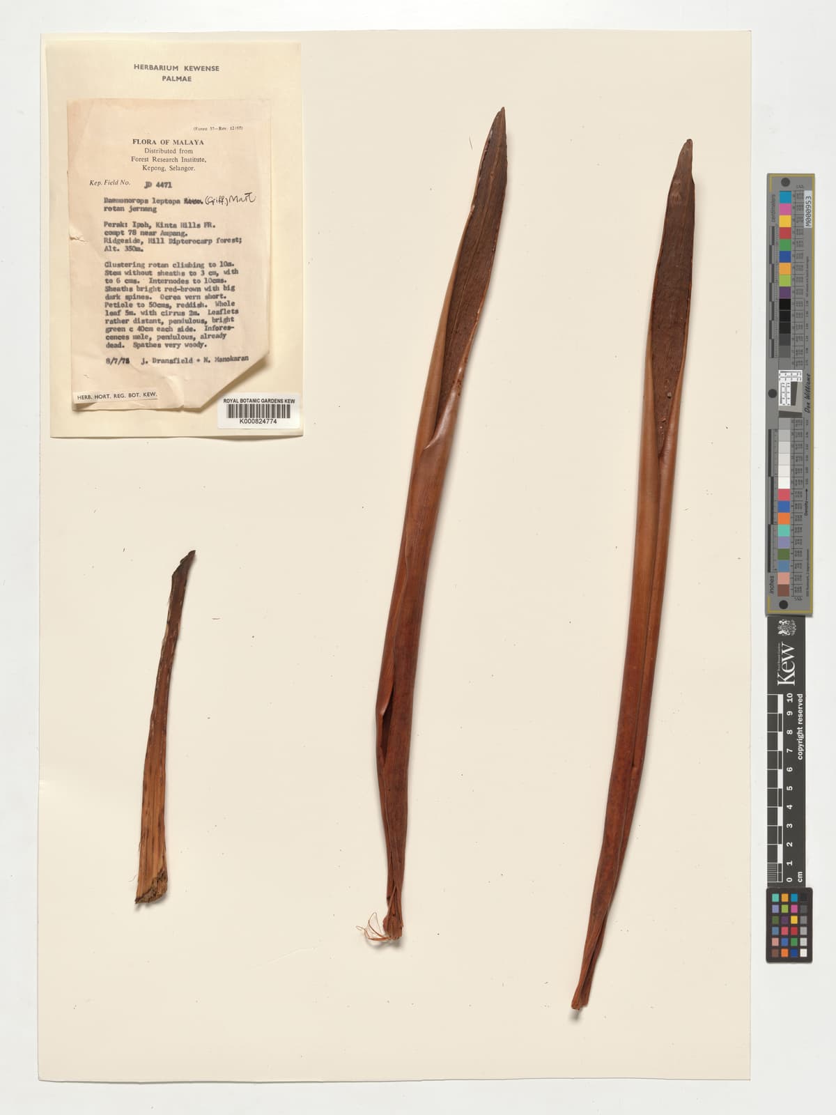 Botanical specimen of Daemonorops Leptopus.