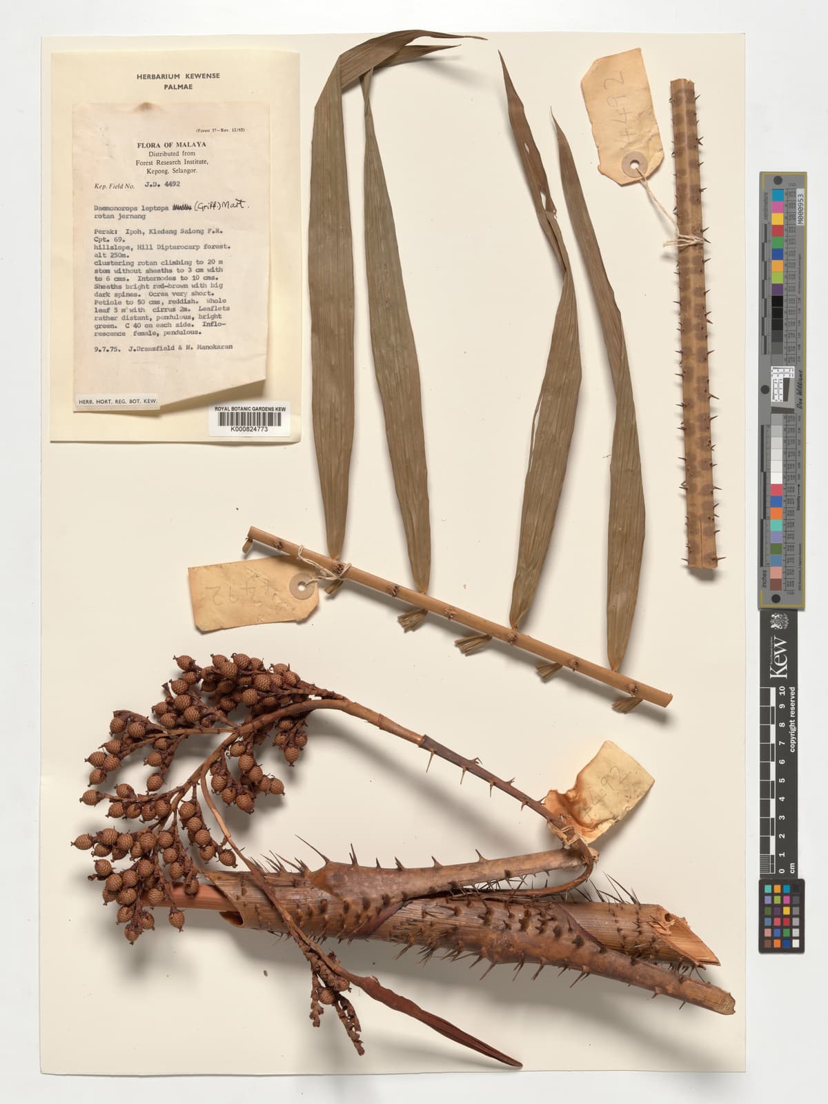 Botanical specimen of Daemonorops Leptopus.