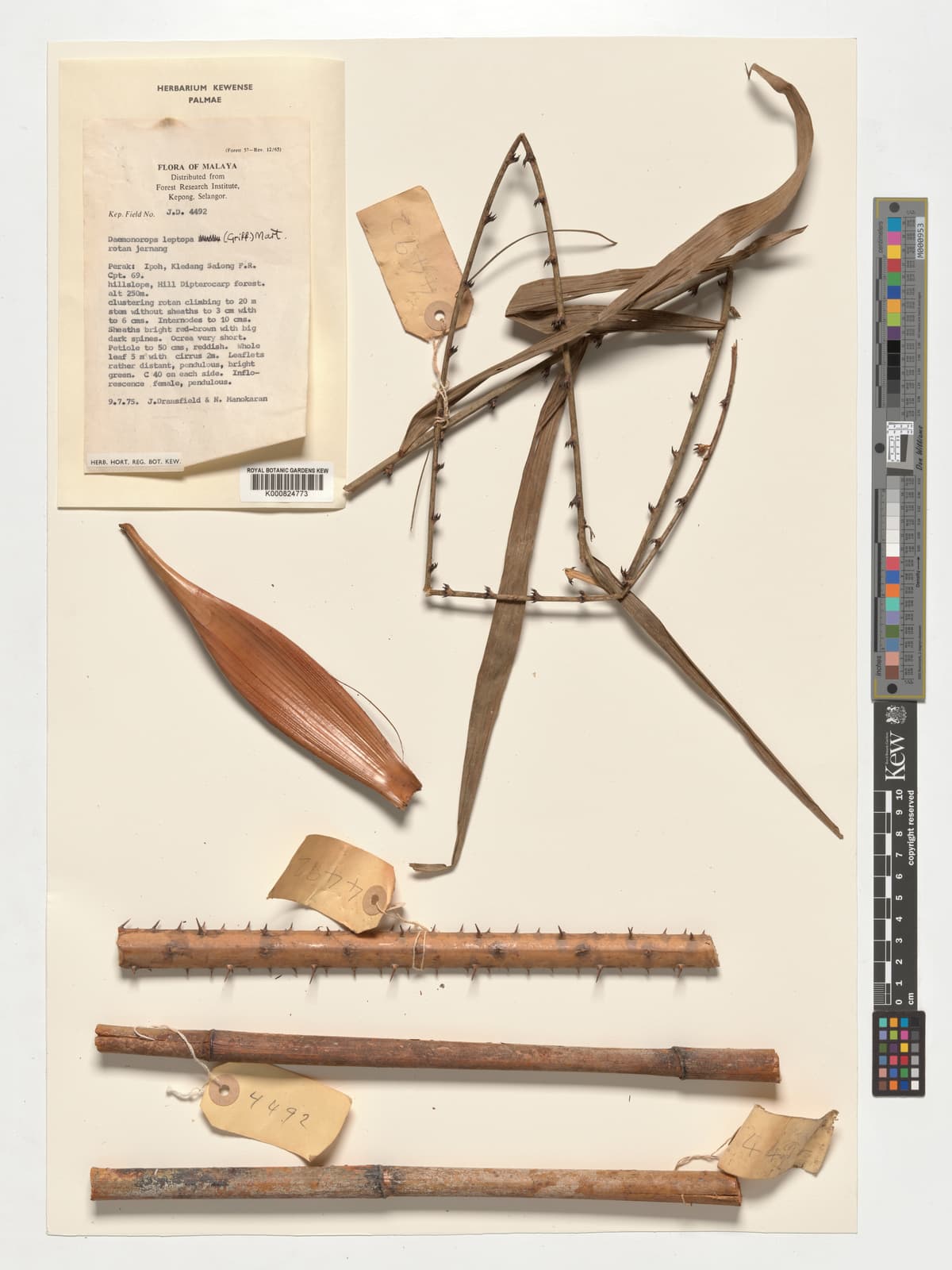 Botanical specimen of Daemonorops Leptopus.
