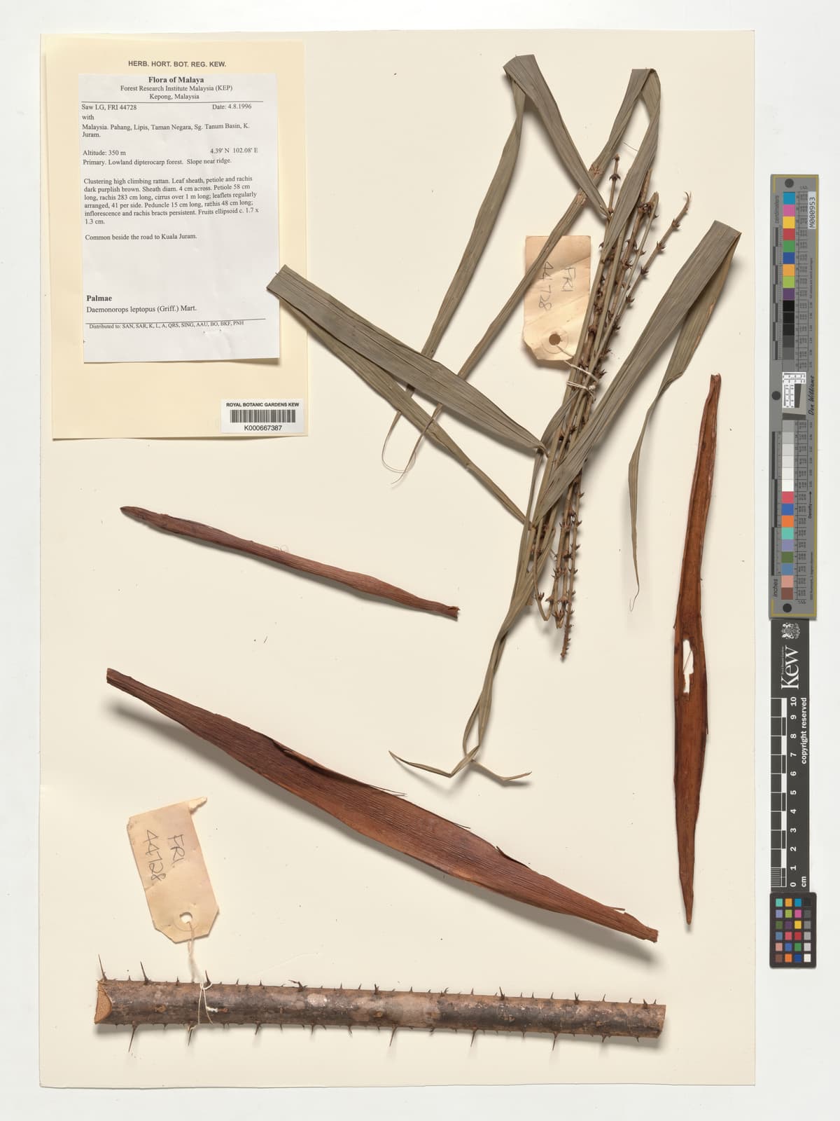 Botanical specimen of Daemonorops Leptopus.