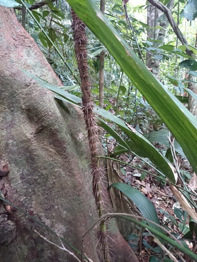 Botanical specimen of Daemonorops Macrophylla.
