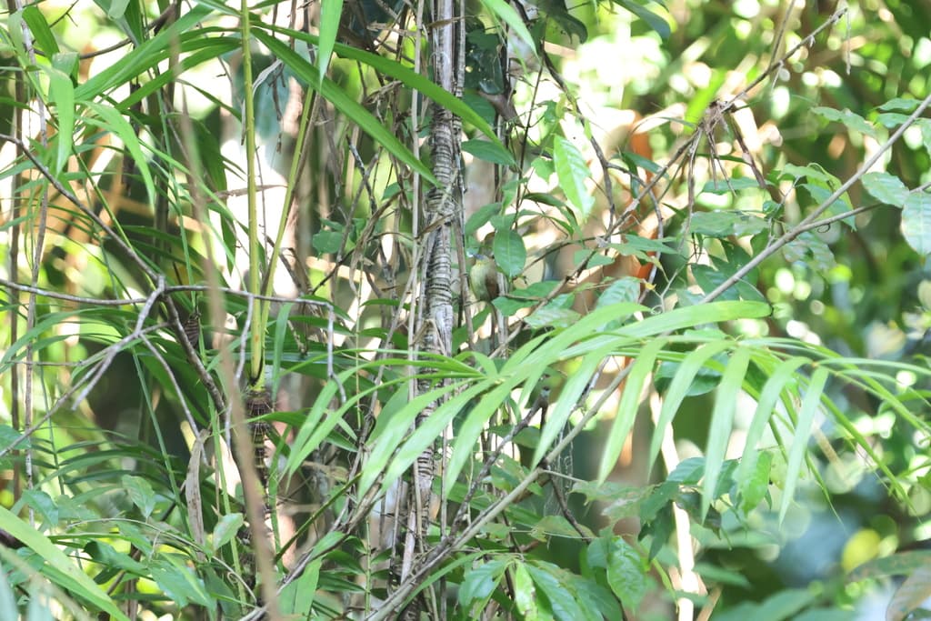 Botanical specimen of Daemonorops Macrophylla.