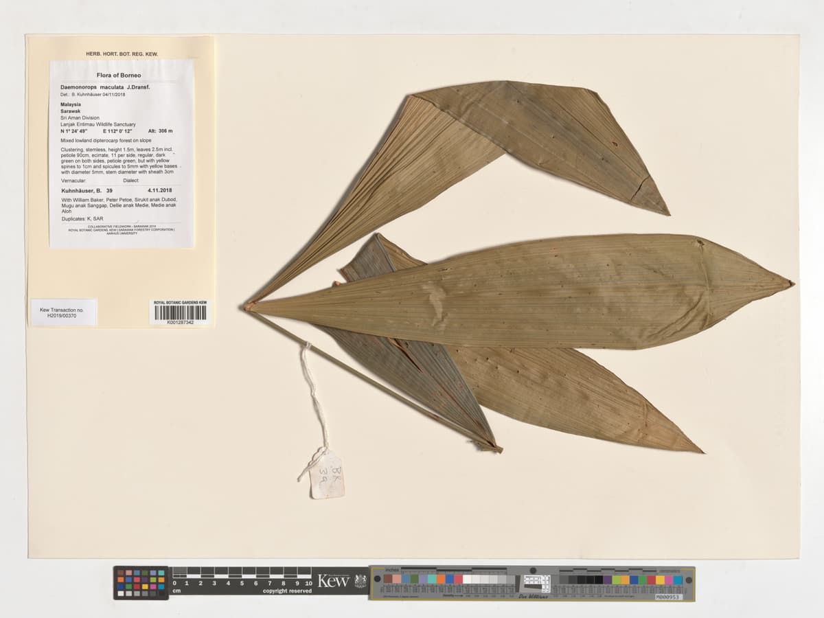 Botanical specimen of Daemonorops Maculata.