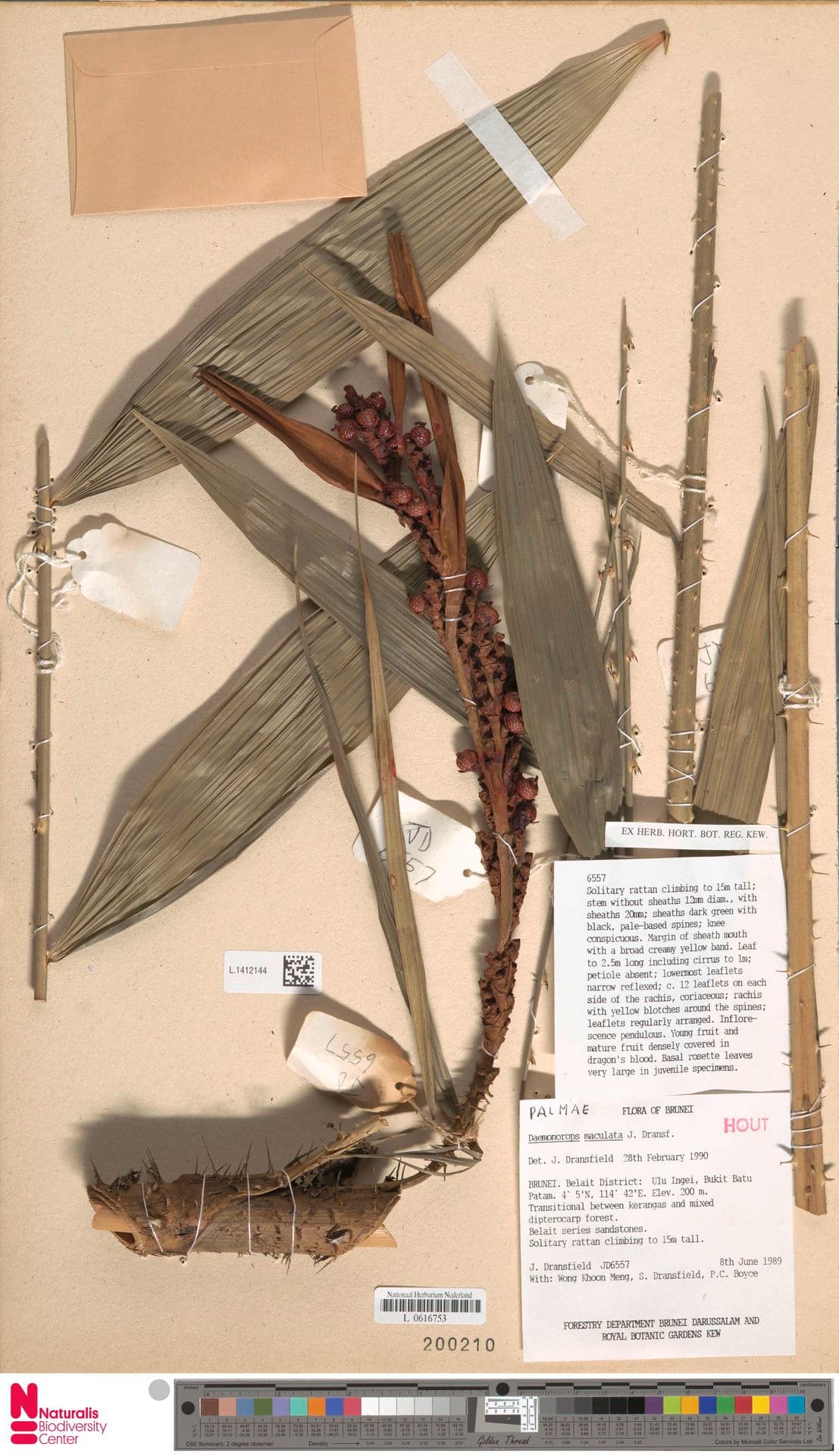 Botanical specimen of Daemonorops Maculata.