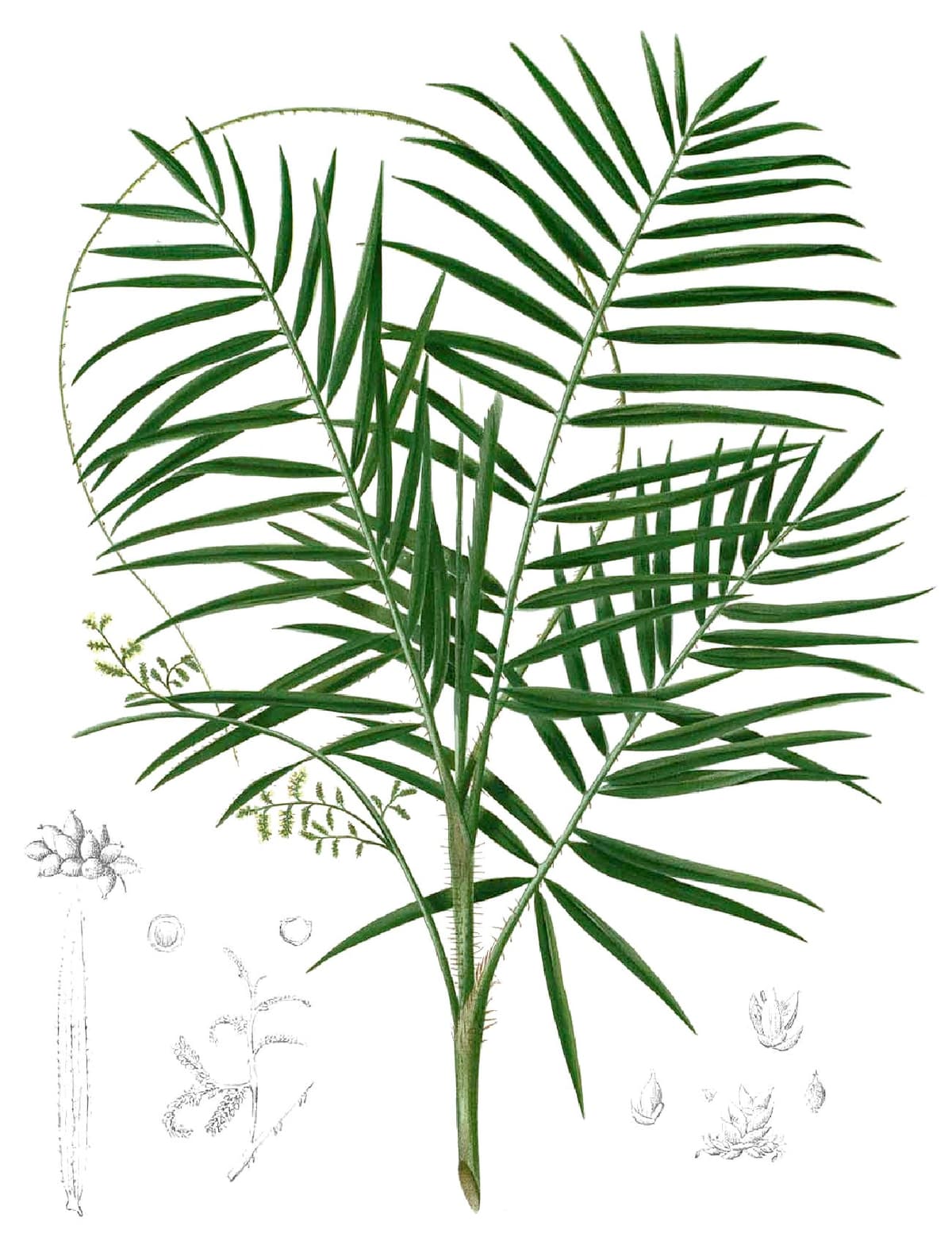 Botanical specimen of Daemonorops Mollis.