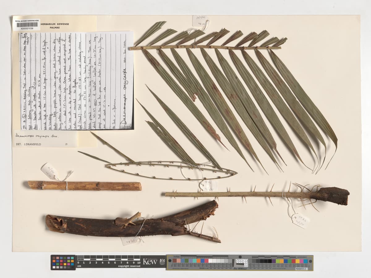 Botanical specimen of Daemonorops Oxycarpa.