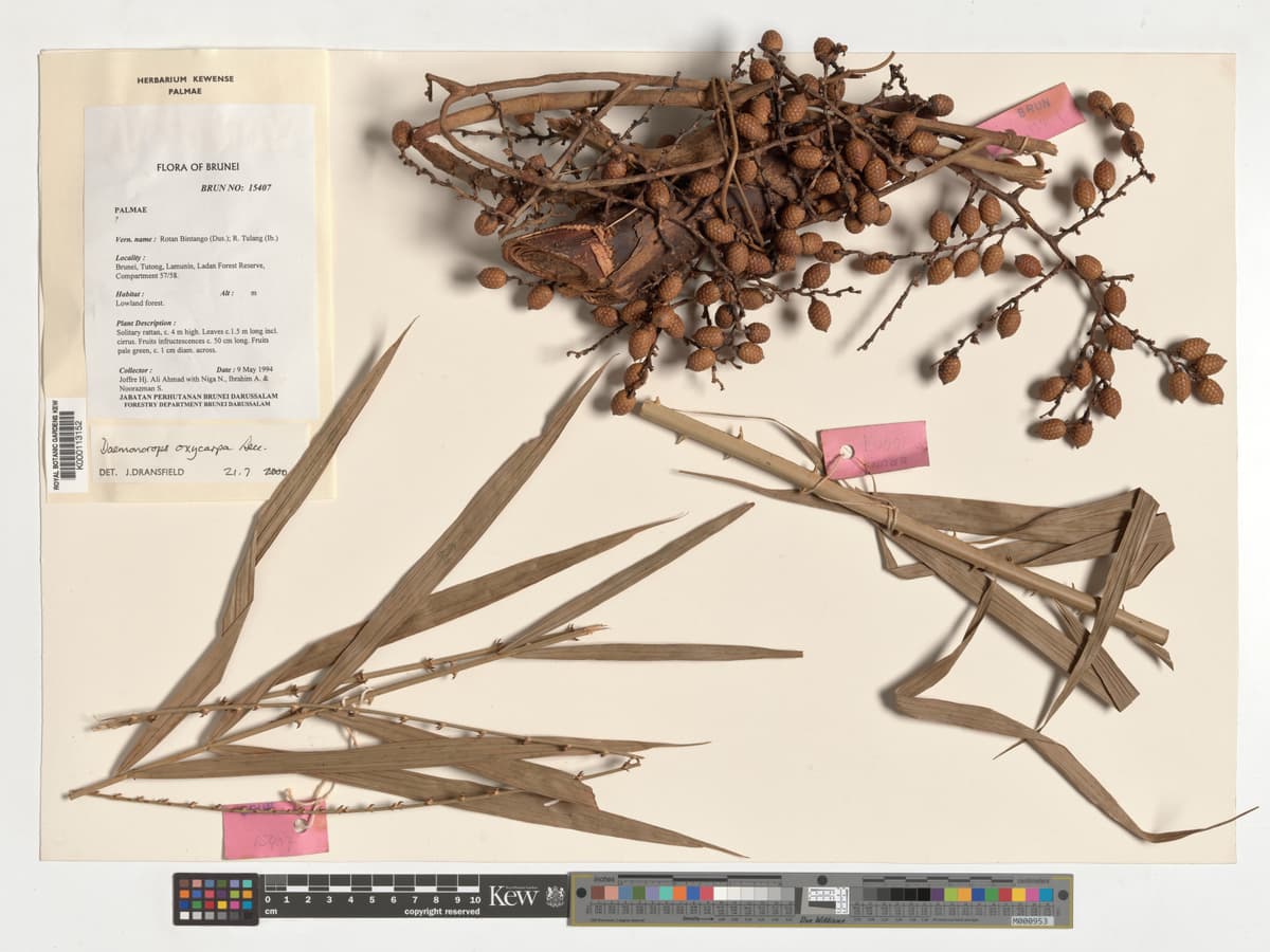 Botanical specimen of Daemonorops Oxycarpa.