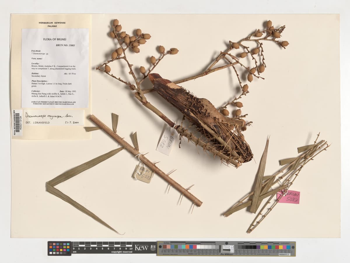 Botanical specimen of Daemonorops Oxycarpa.