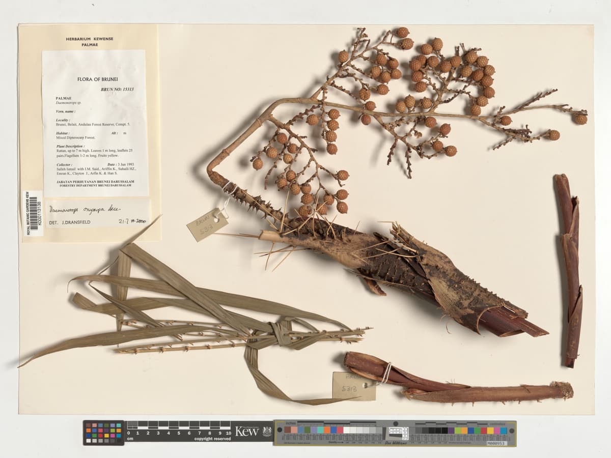 Botanical specimen of Daemonorops Oxycarpa.