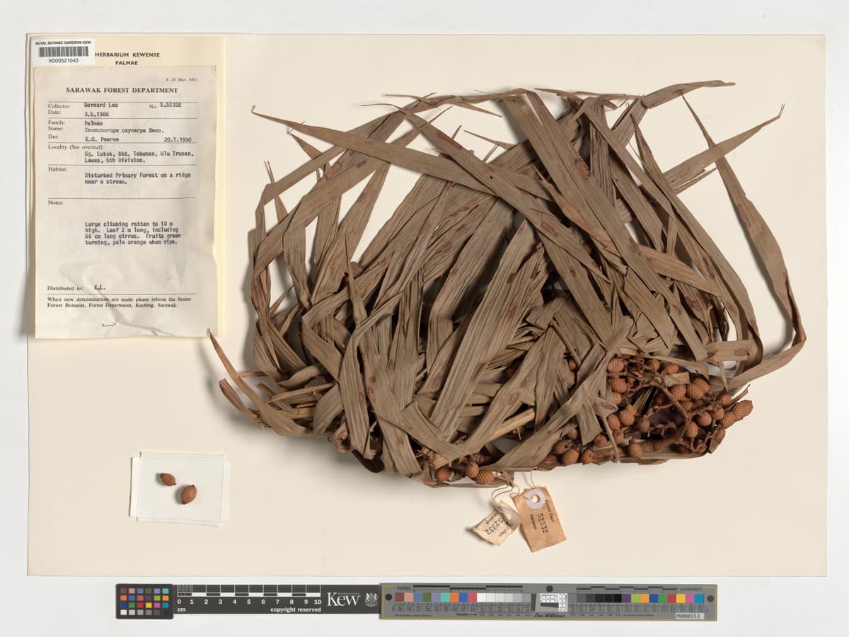 Botanical specimen of Daemonorops Oxycarpa.