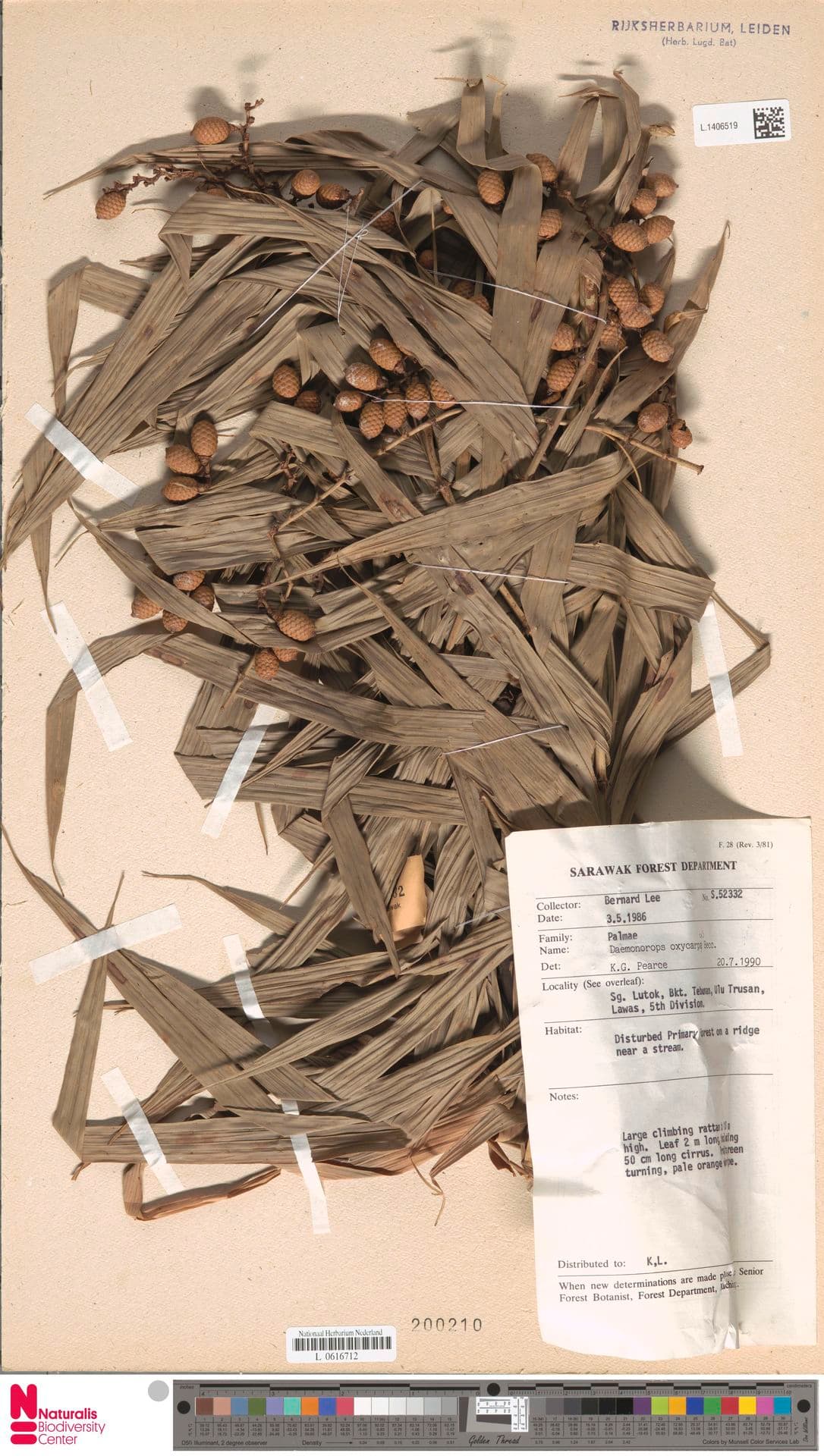 Botanical specimen of Daemonorops Oxycarpa.