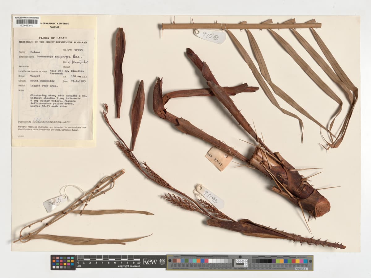 Botanical specimen of Daemonorops Oxycarpa.