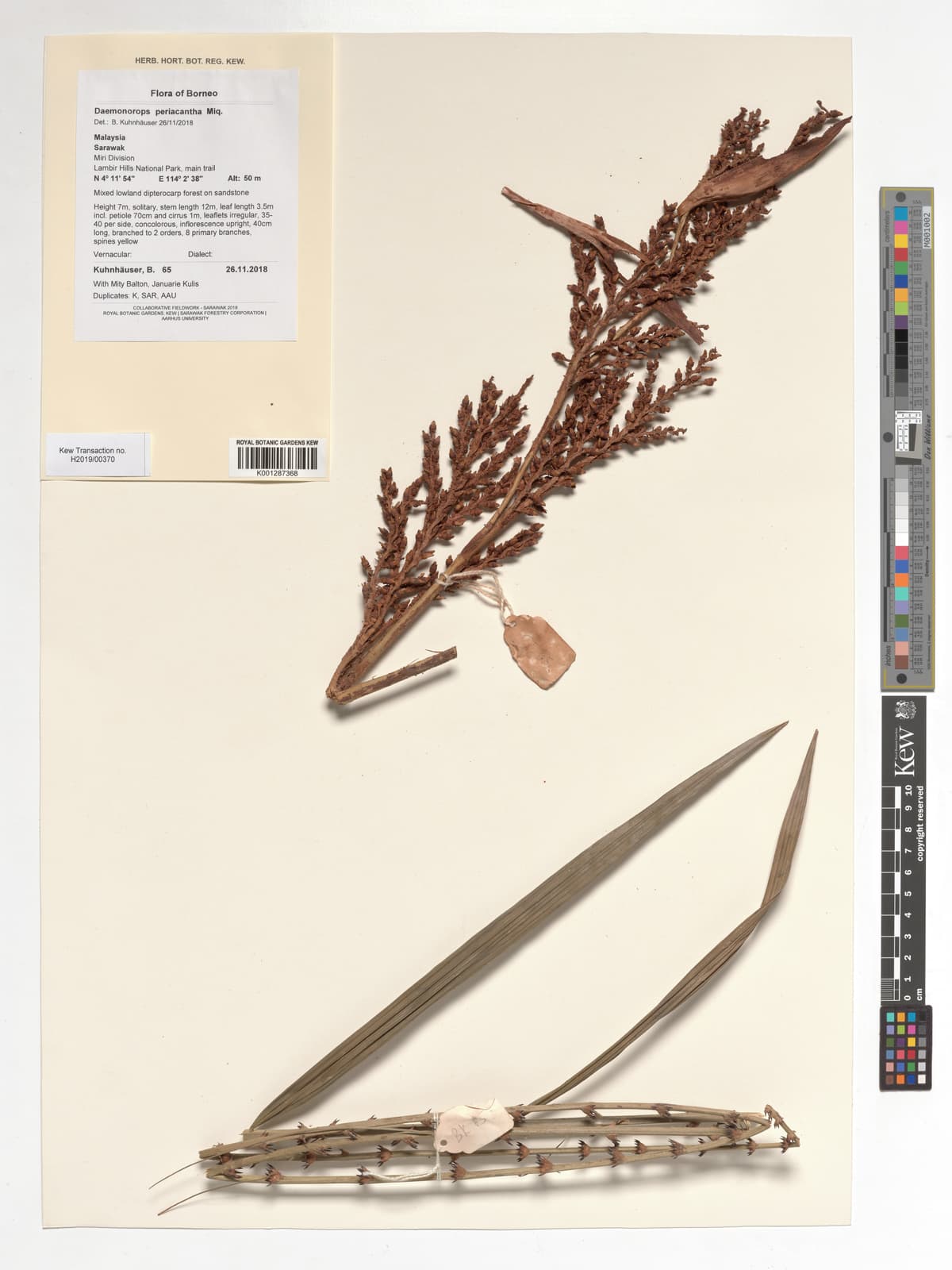 Botanical specimen of Daemonorops Periacantha.