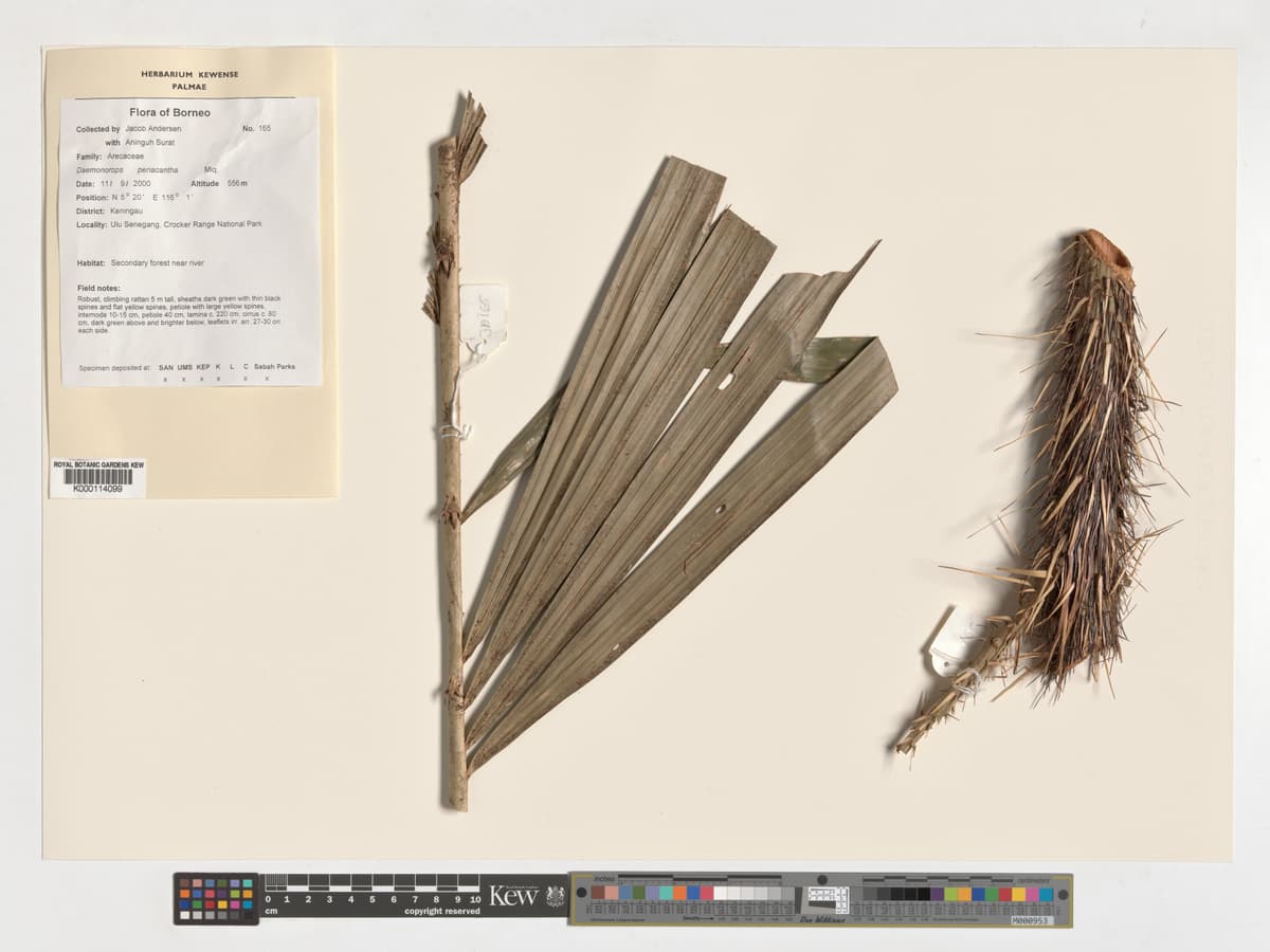 Botanical specimen of Daemonorops Periacantha.