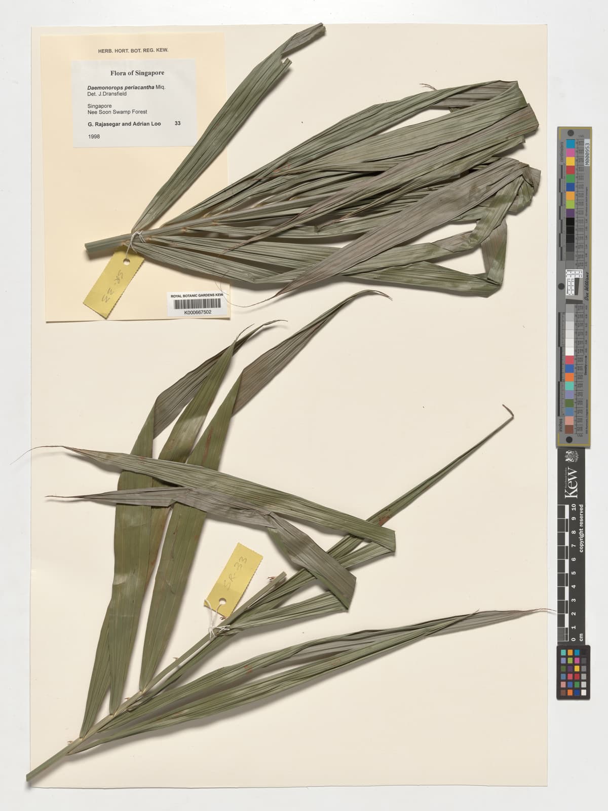 Botanical specimen of Daemonorops Periacantha.