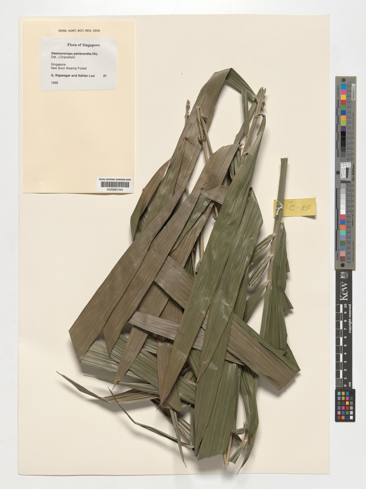 Botanical specimen of Daemonorops Periacantha.
