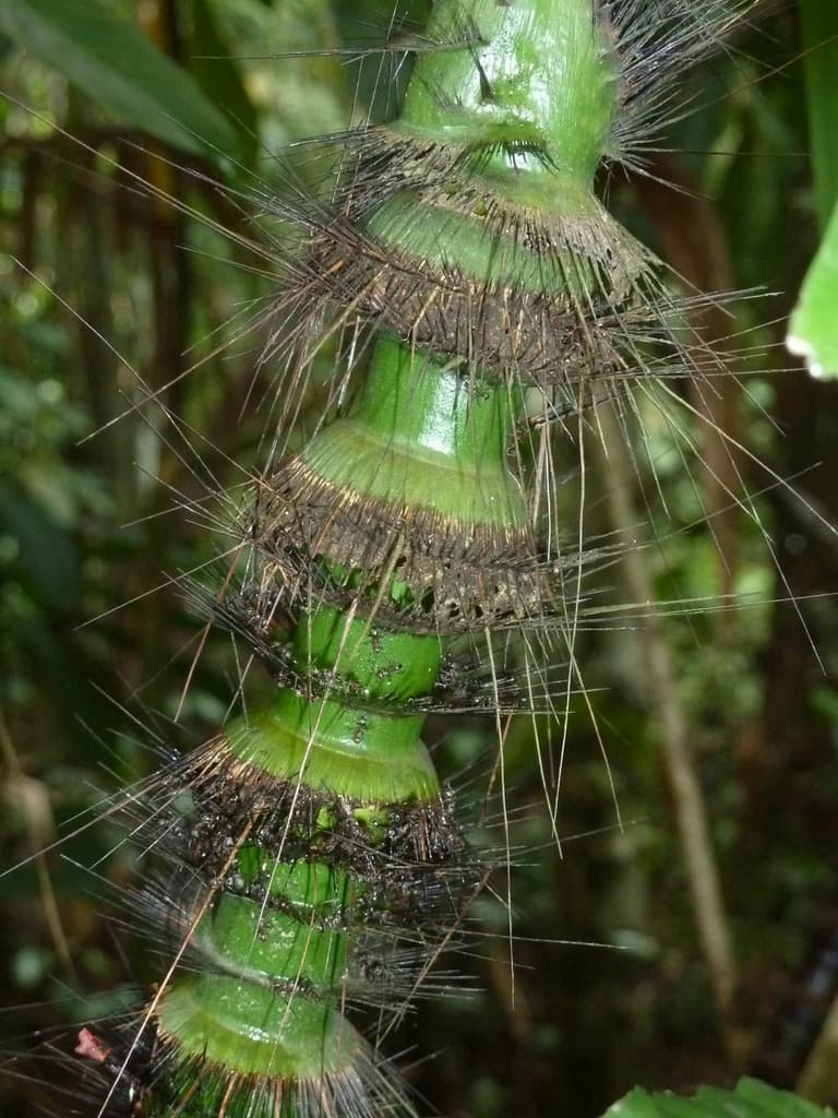 Botanical specimen of Daemonorops Sabut.