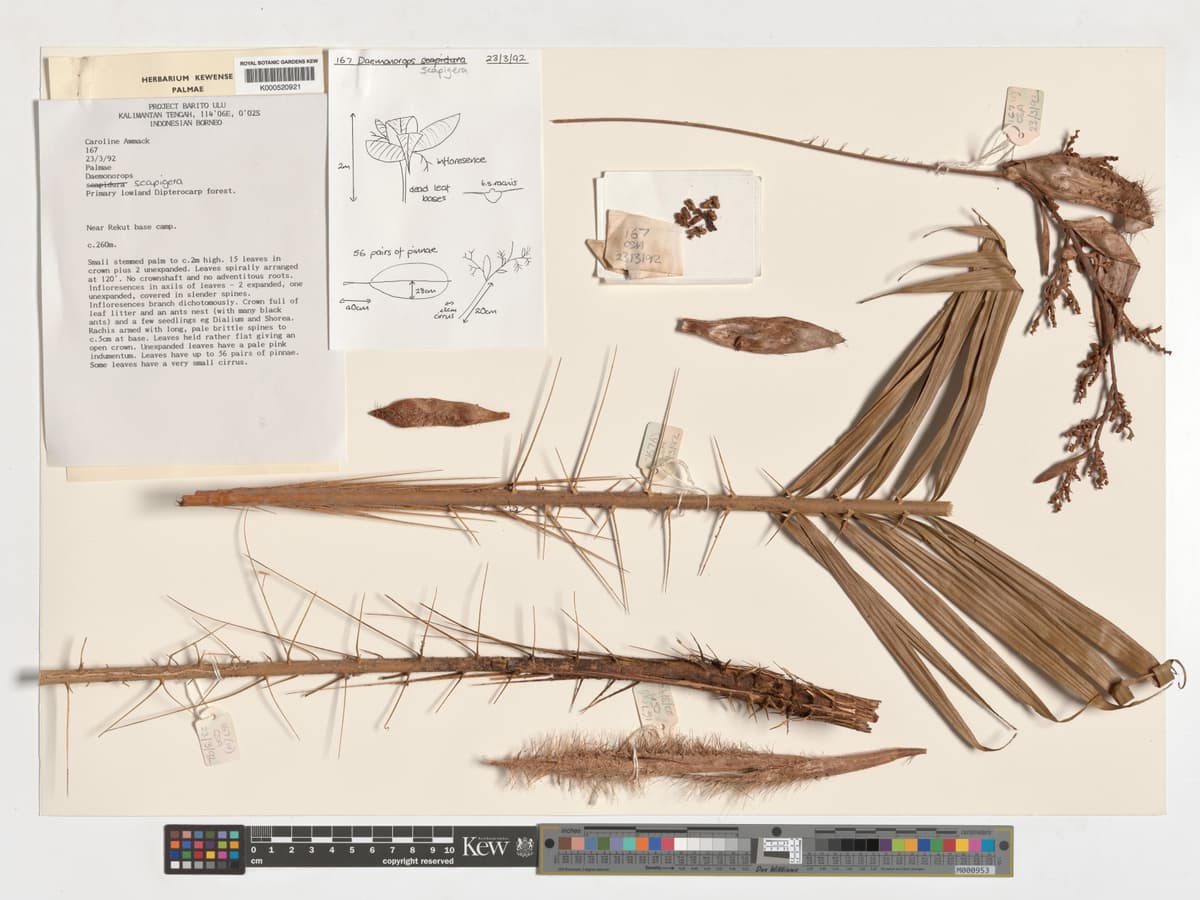 Botanical specimen of Daemonorops Scapigera.