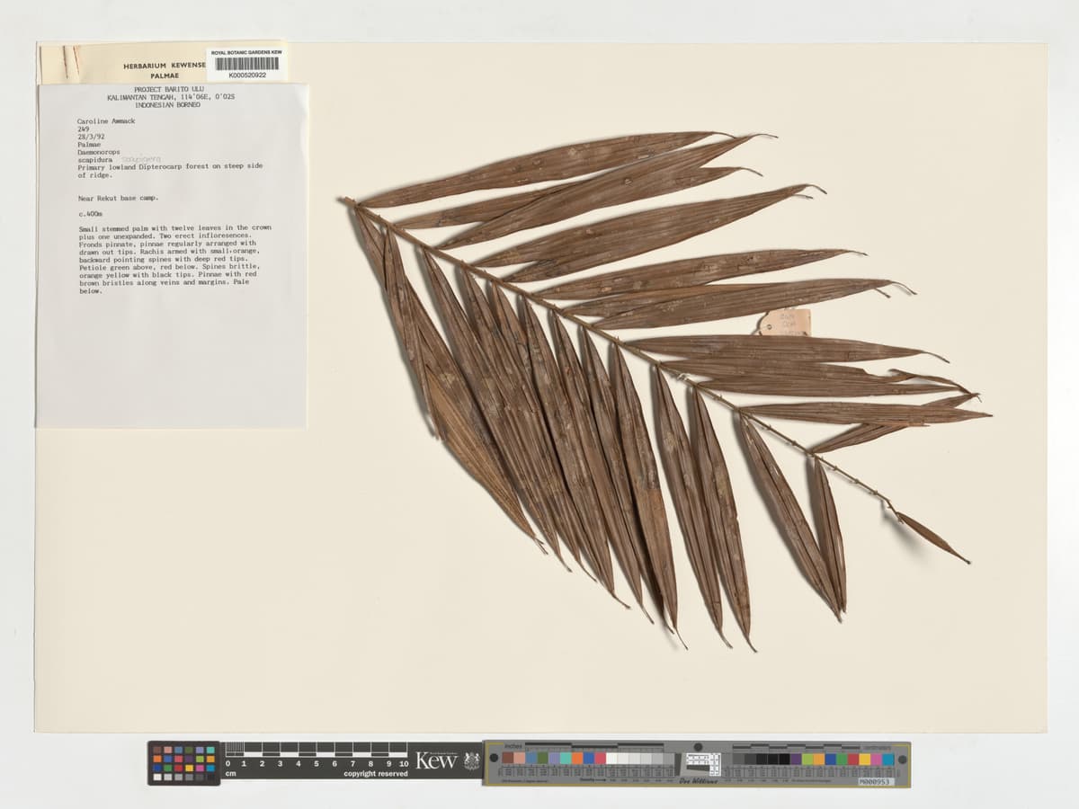 Botanical specimen of Daemonorops Scapigera.